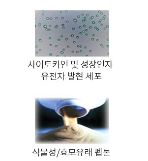 사이토카인 및 성장인자 유전자 발현 세포 및 식물성효모유래 펩톤